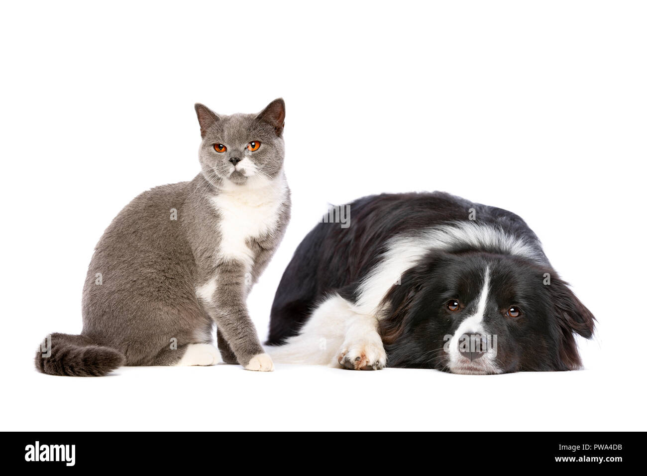 Seduta di gatto e di cane sdraiato davanti a uno sfondo bianco Foto Stock