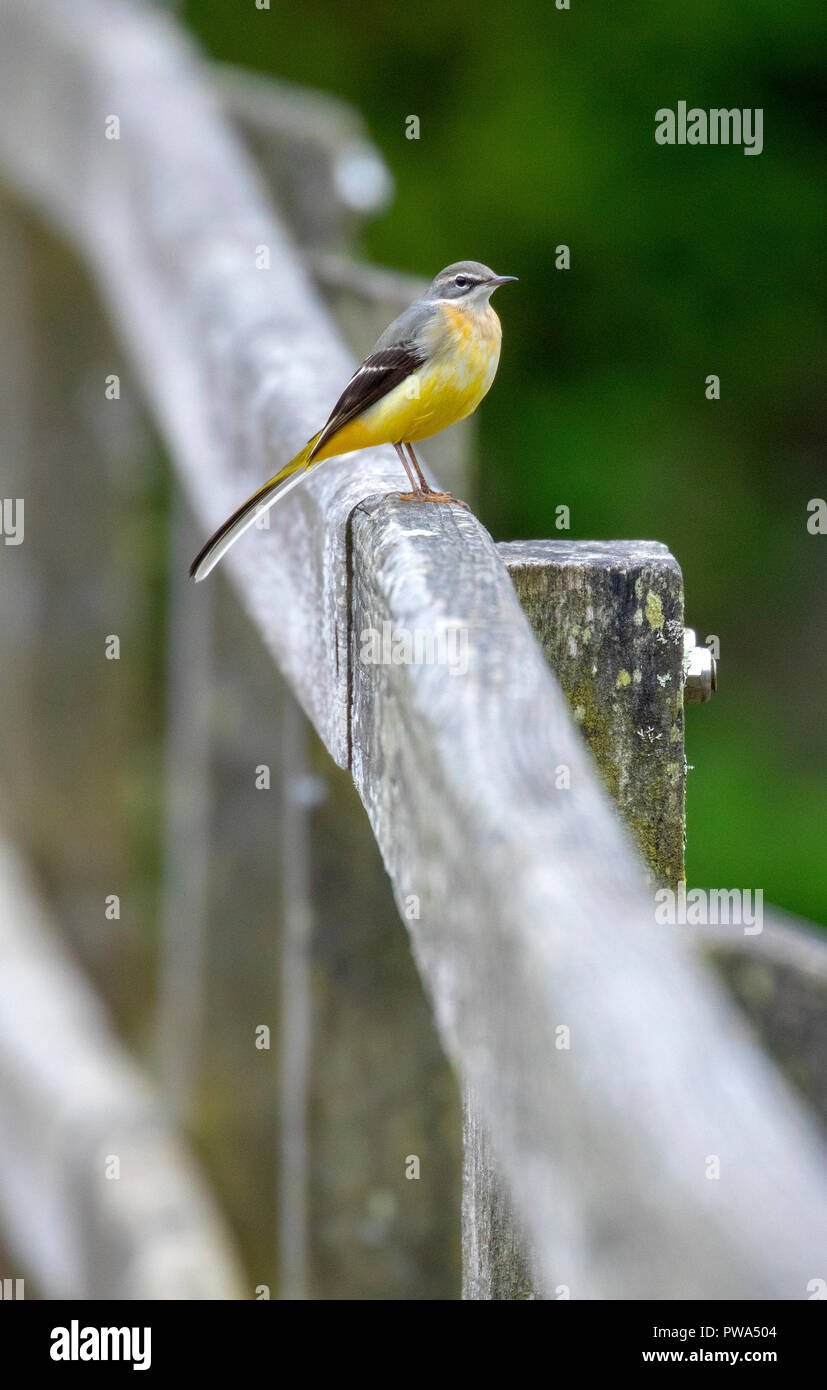 Grigio, Wagtail Motacilla cinerea su una ringhiera a ponte a bosherston stagni di fior di loto, Pembrokeshire, Galles Foto Stock