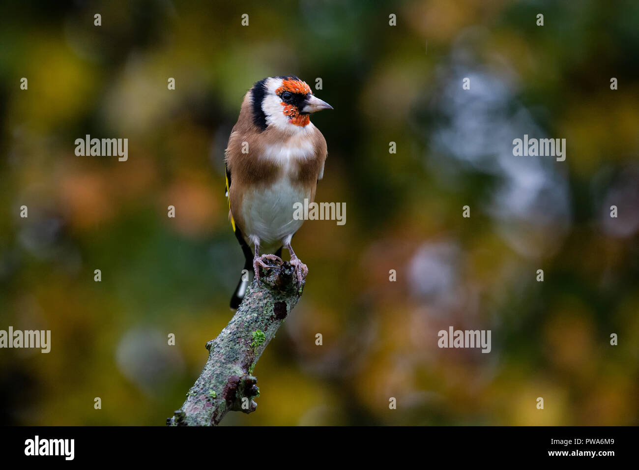 Cardellino europeo (Carduelis carduelis) appollaiato sul ramo con l'autunno sfondo, Regno Unito Foto Stock