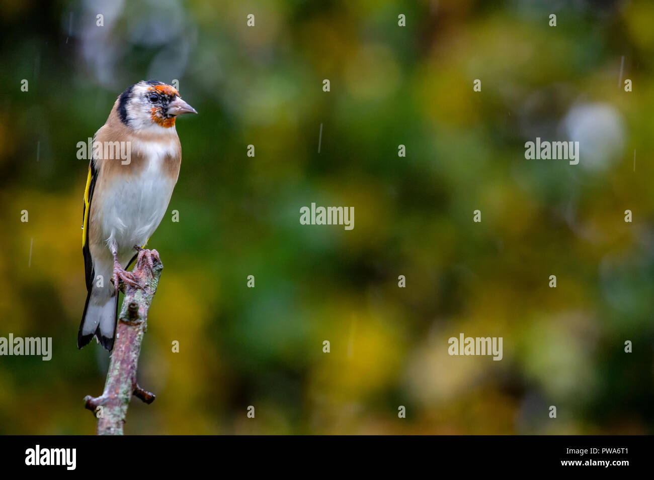 Cardellino europeo (Carduelis carduelis) appollaiato sul ramo con l'autunno sfondo, Regno Unito Foto Stock