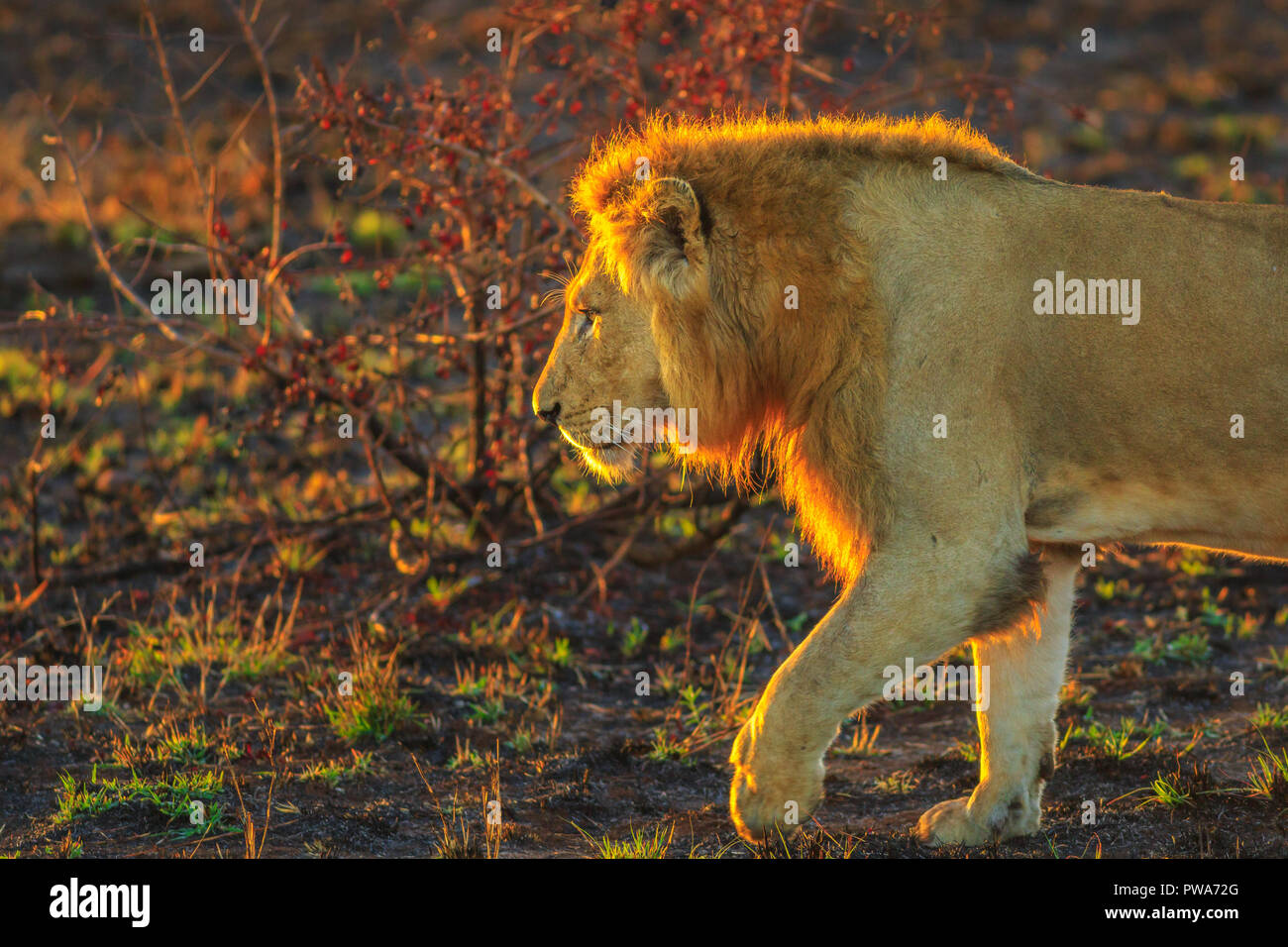 Vista dettagliata del leone maschio passeggiate nel Parco Nazionale di Kruger, Sud Africa. Panthera Leo in natura habitat. Il leone è parte del popolare Big Five. Vista laterale. La stagione secca. Foto Stock
