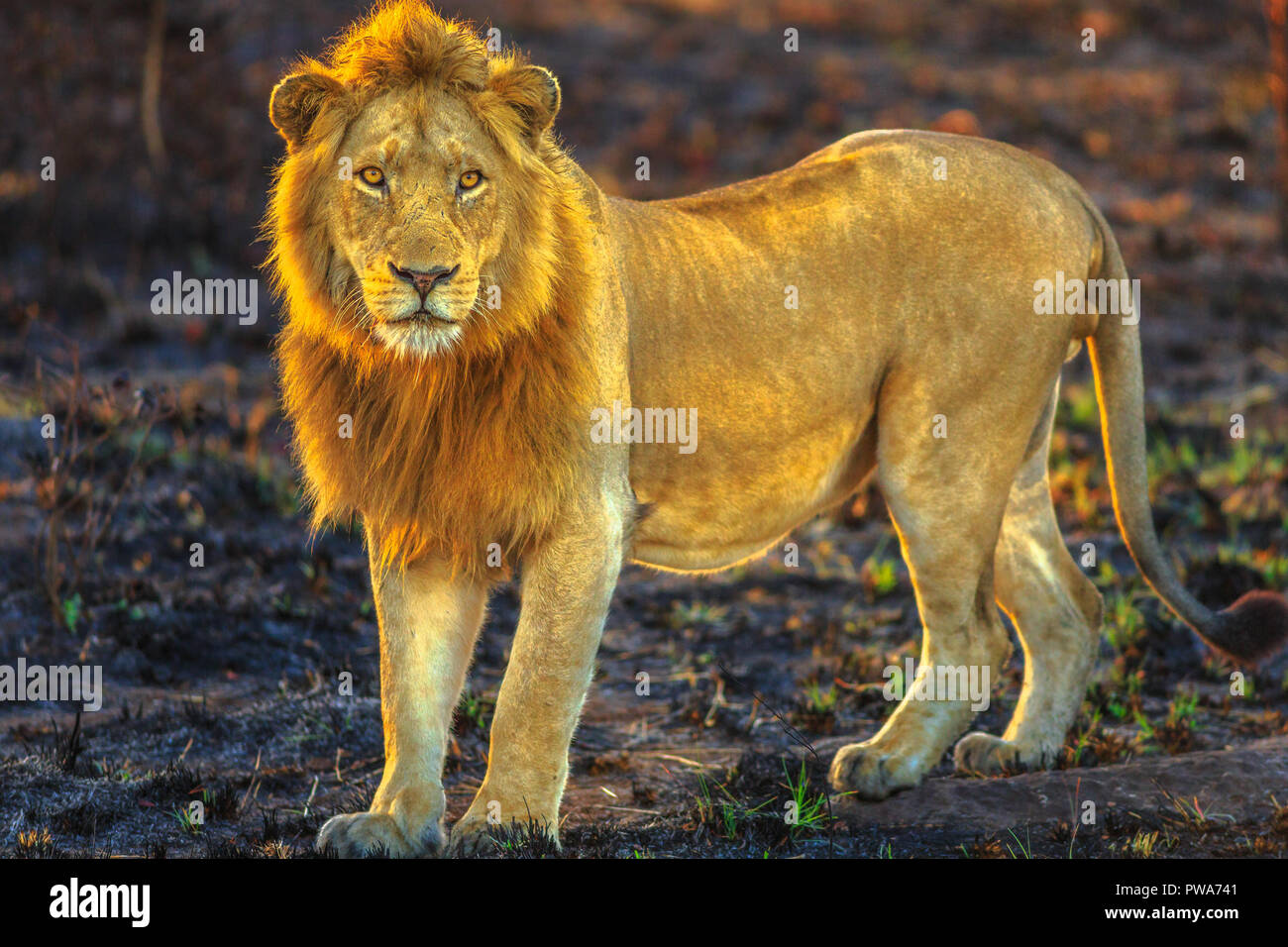 Leone maschio in piedi nel Parco Nazionale di Kruger, Sud Africa. Panthera Leo in natura habitat. Il leone è parte del popolare Big Five. Vista laterale. La stagione secca. Foto Stock