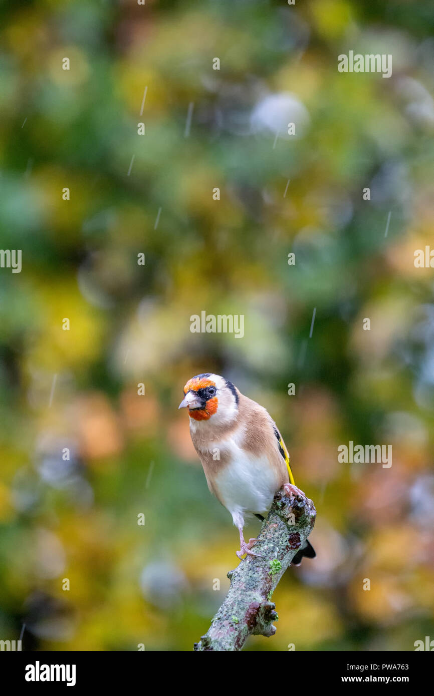Cardellino europeo (Carduelis carduelis) appollaiato sul ramo con l'autunno sfondo, Regno Unito Foto Stock