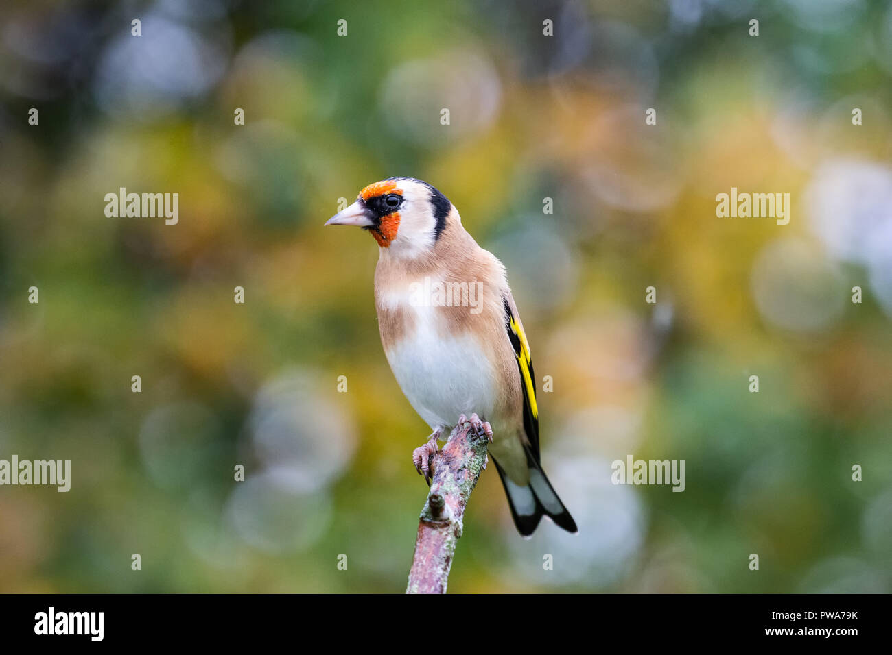 Cardellino europeo (Carduelis carduelis) appollaiato sul ramo con l'autunno sfondo, Regno Unito Foto Stock