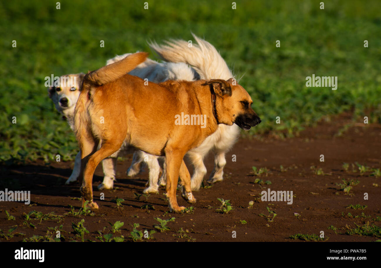 Due cani di colore rosso e bianco sul prato verde Foto Stock
