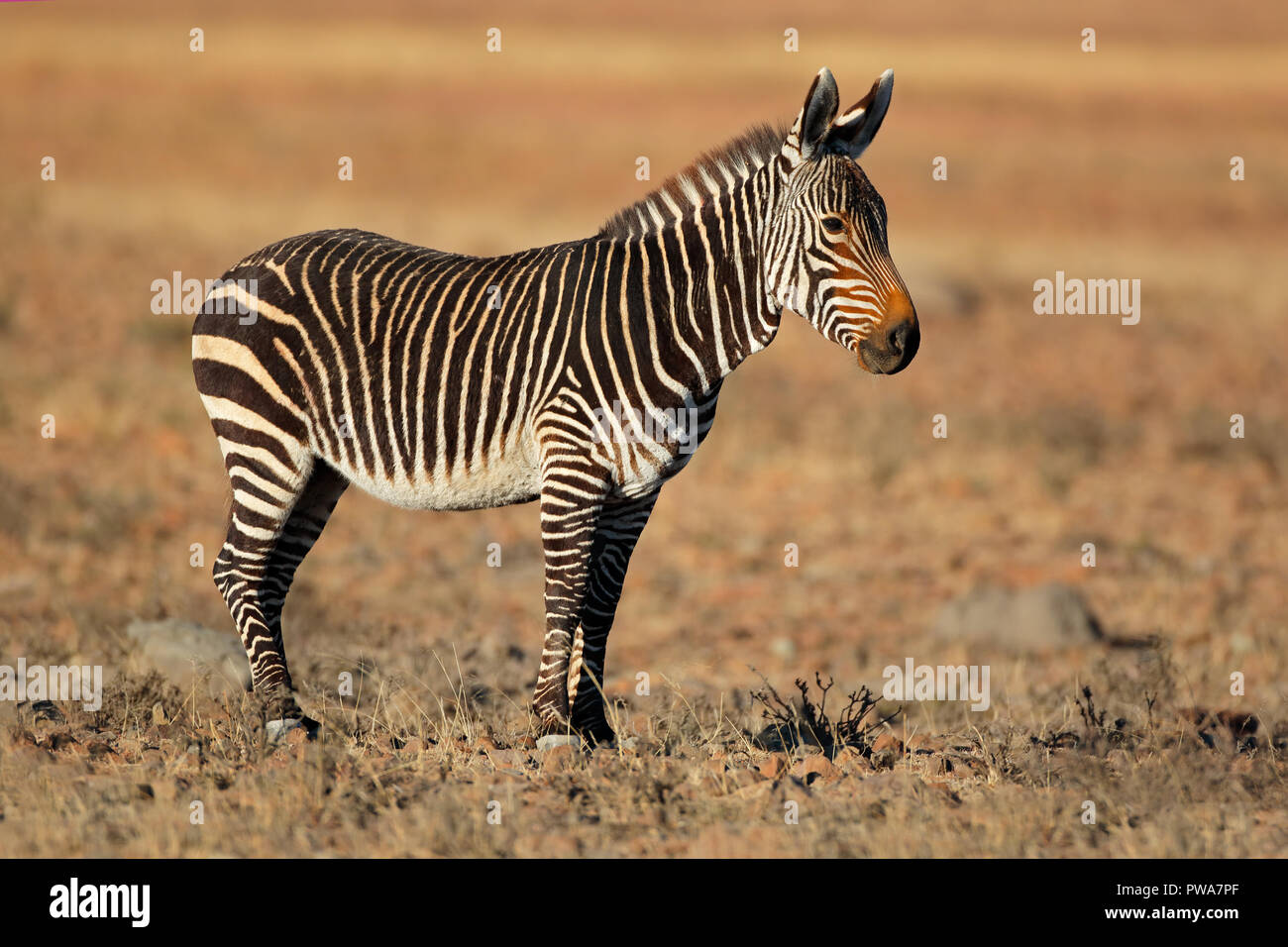 Cape mountain zebra (Equus zebra) in habitat naturale, Mountain Zebra National Park, Sud Africa Foto Stock