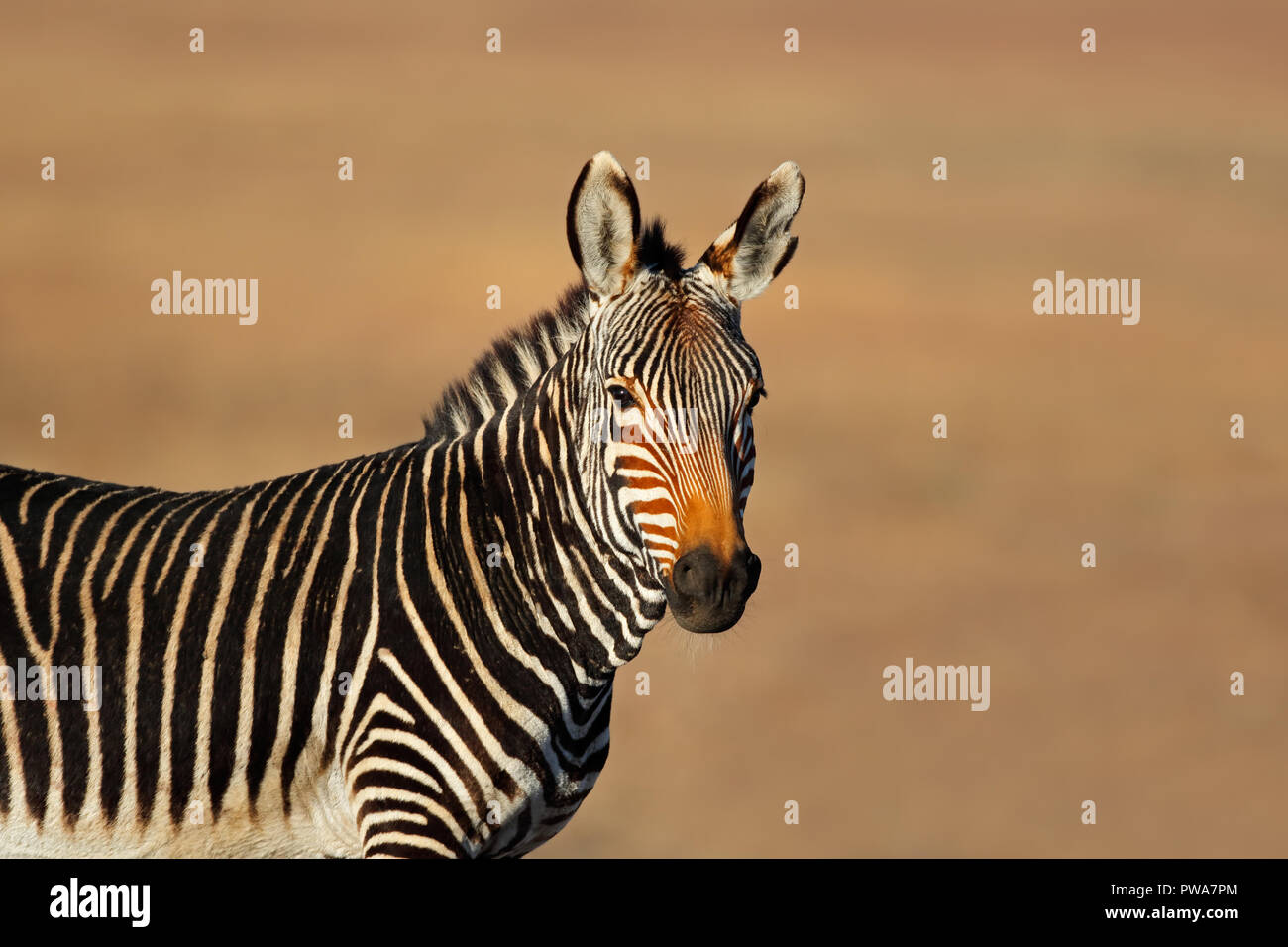 Ritratto di un capo mountain zebra (Equus zebra), Mountain Zebra National Park, Sud Africa Foto Stock