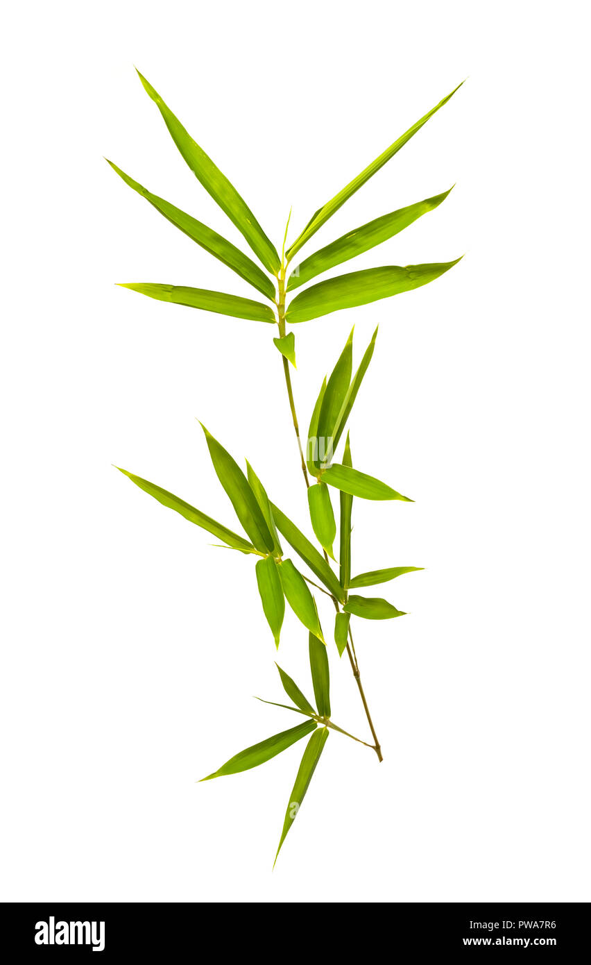 Foglie di bambù isolati su sfondo bianco Foto Stock