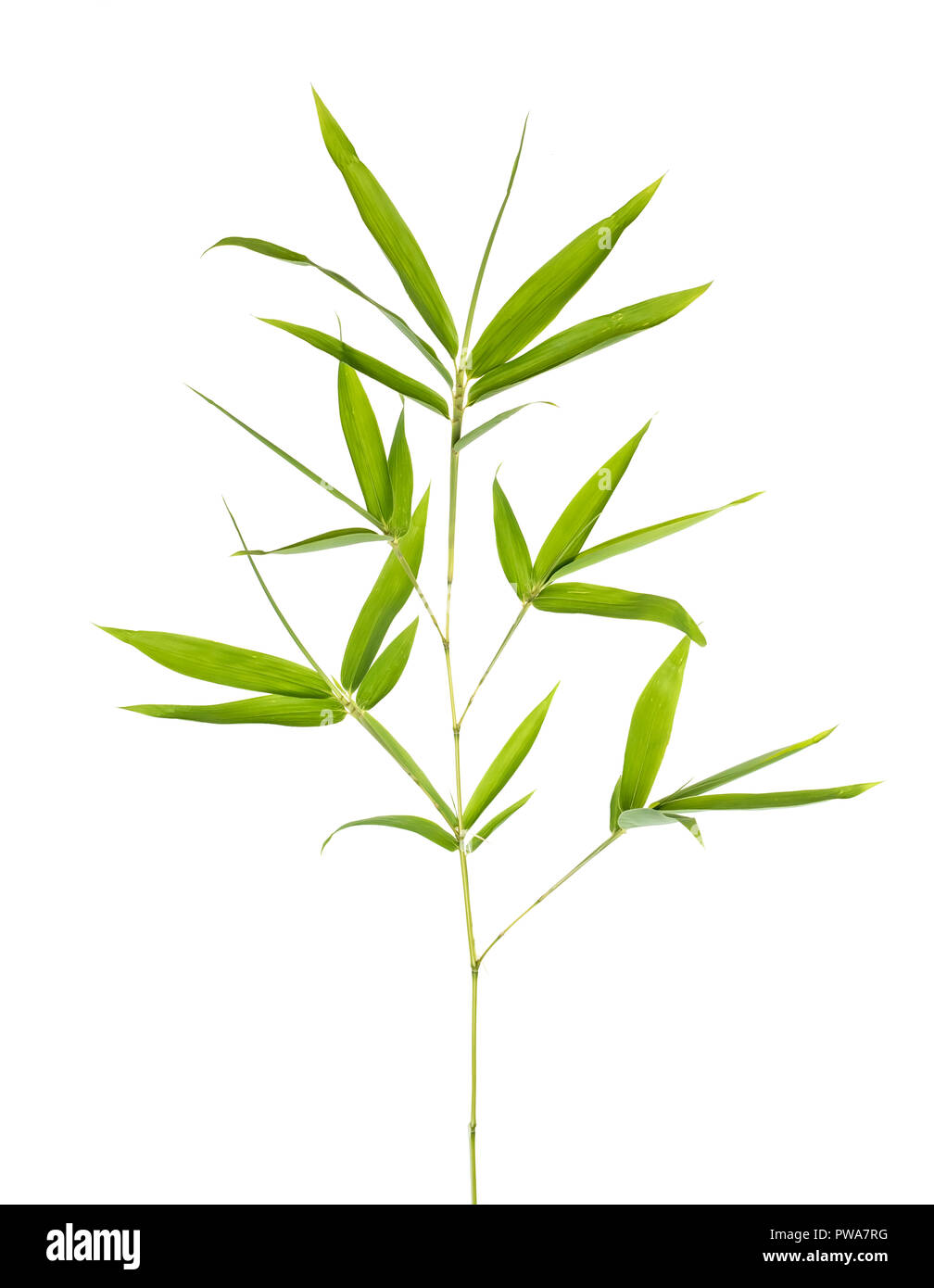 Foglie di bambù isolati su sfondo bianco Foto Stock