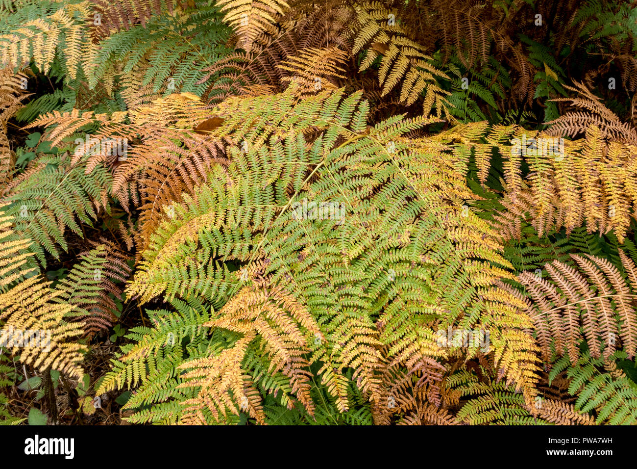 Primo piano di felci colorati in autunno Foto Stock