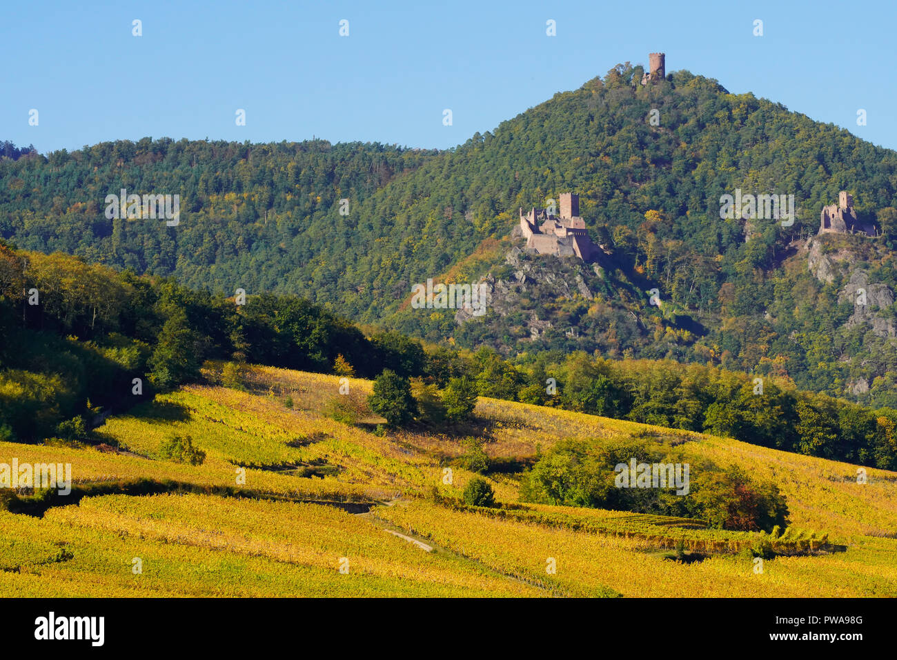 I colori autunnali nei vigneti che circondano il villaggio Hunawihr e Château de Giersberg, Château St Ulrich, Burg Haut-Ribeaupierre, Alsazia, Francia. Foto Stock