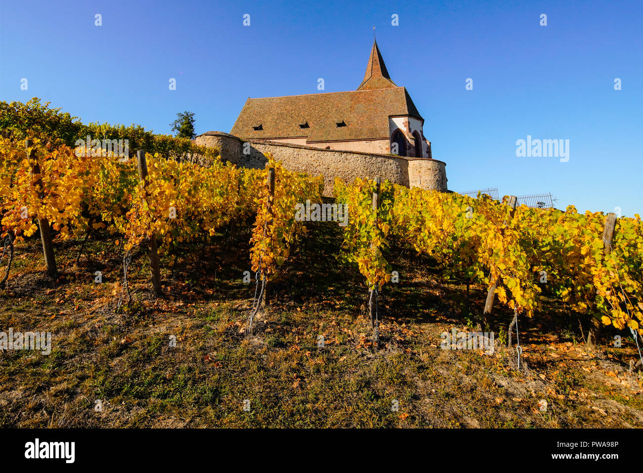 I colori autunnali nei vigneti che circondano la chiesa in Hunawihr, Alsazia, Francia. Foto Stock