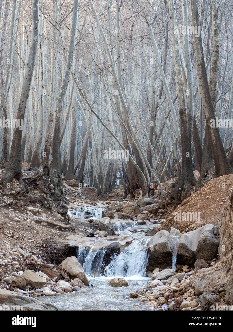 Mountain Creek nel bosco invernale, Ghalat, Shiraz, Iran Foto Stock