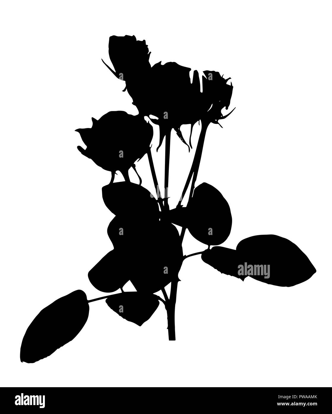 Bella silano in bianco e nero di rose. Isolato su sfondo bianco. Illustrazione Vettoriale Illustrazione Vettoriale