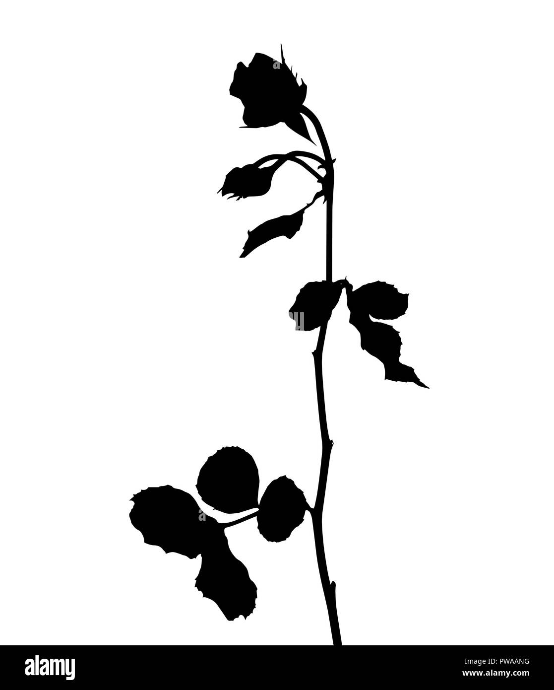 Bella silano in bianco e nero di rose. Isolato su sfondo bianco. Illustrazione Vettoriale Illustrazione Vettoriale