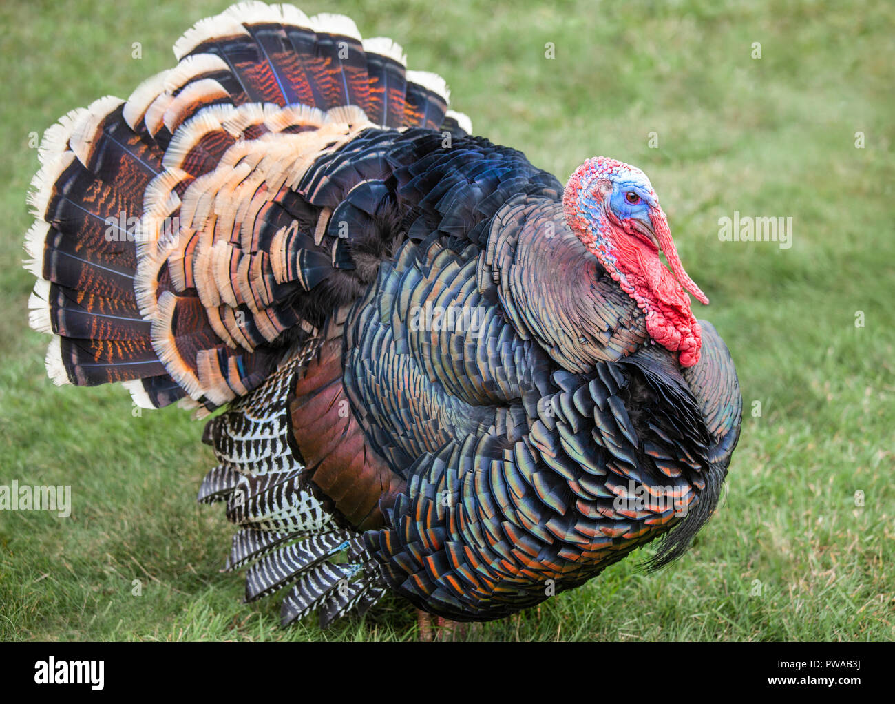 American Turchia. Foto Stock