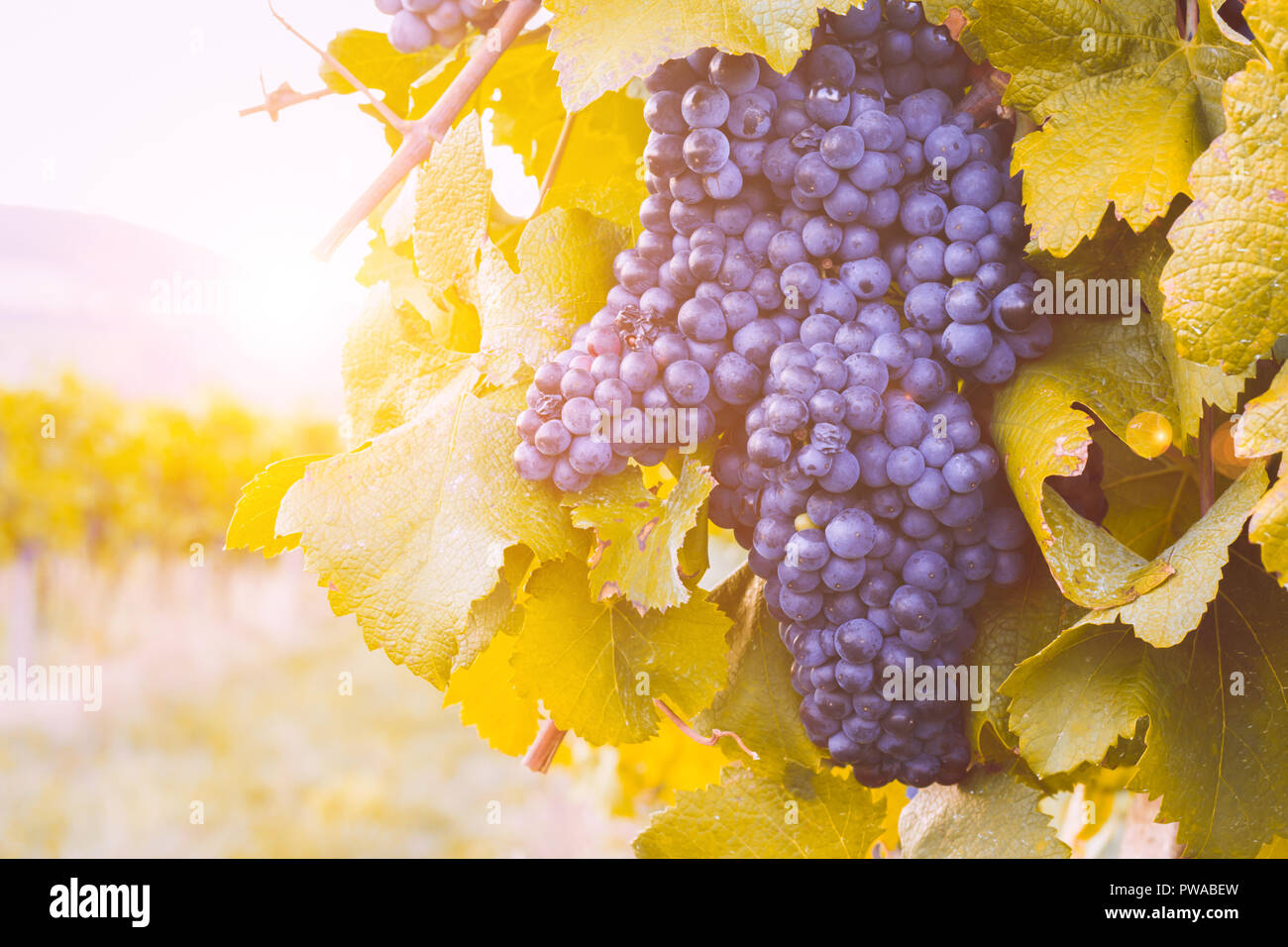 Grappolo di uva blu in vigna al tramonto Foto Stock