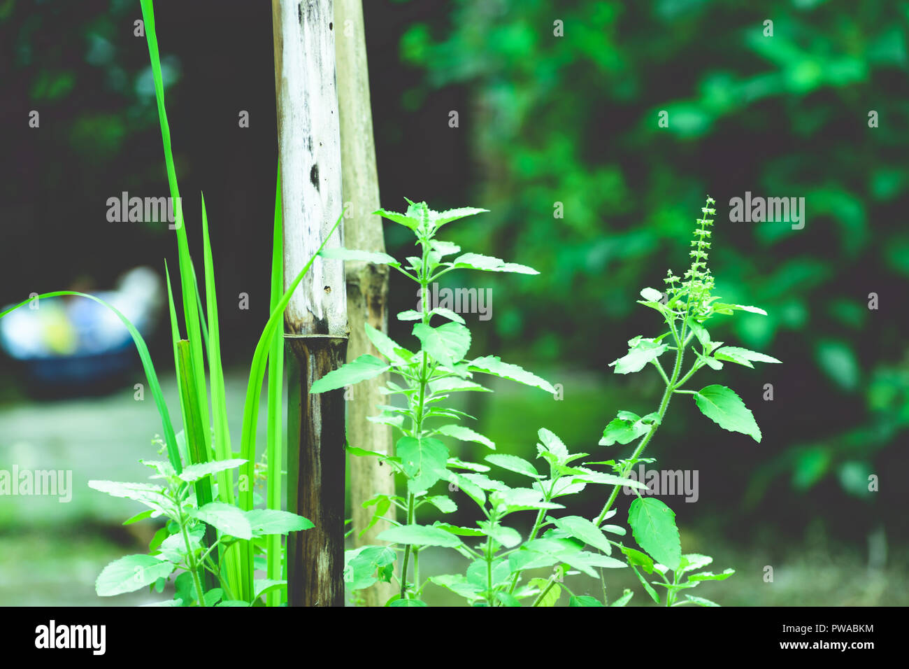 Tulasi verde albero impianto (anche ortografato Thulasi o Tulsi) prese in natura dello sfondo. È usato come Ayurveda nella medicina tradizionale a base di erbe , tè verde Foto Stock