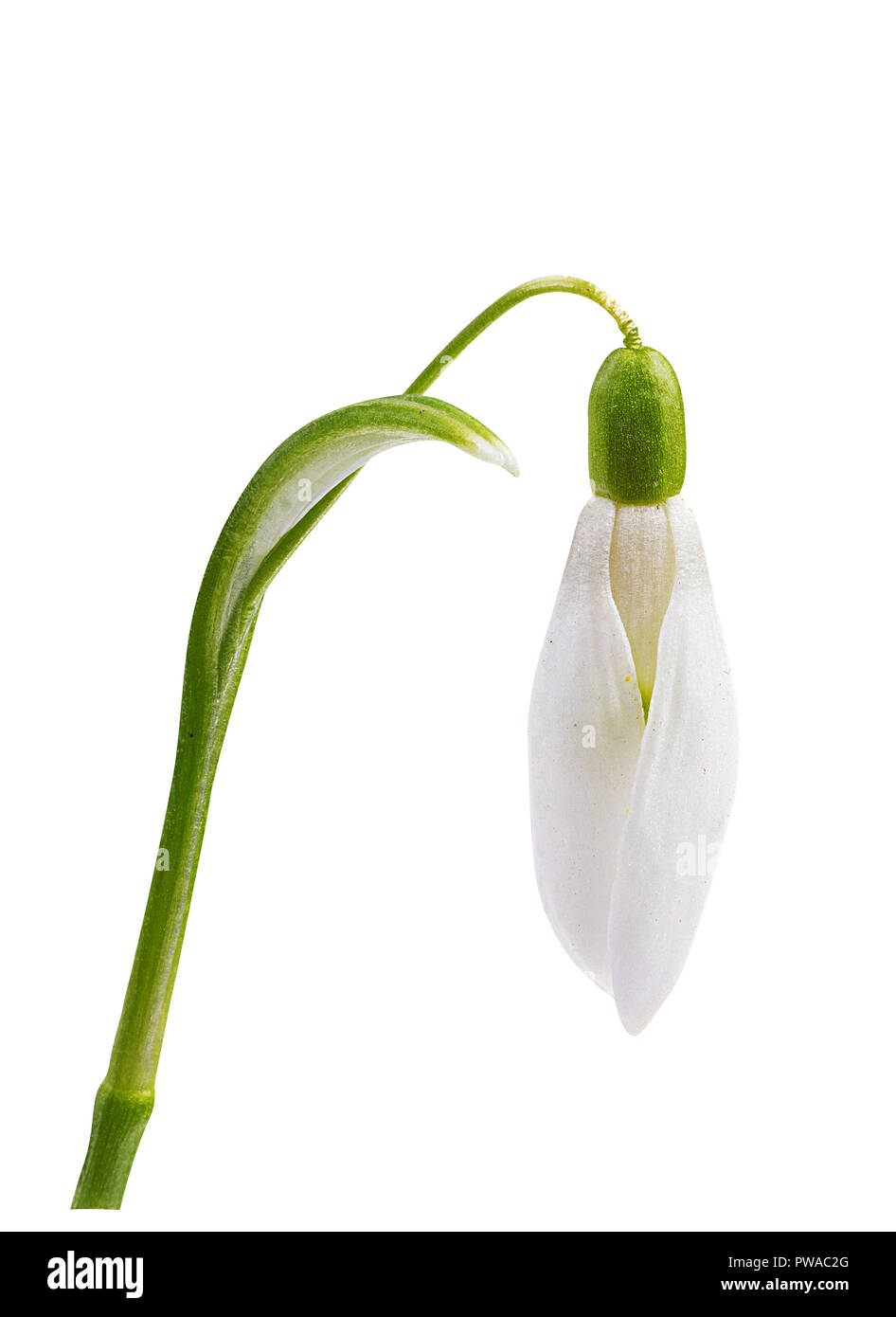 Snowdrop isolati su sfondo bianco Foto Stock