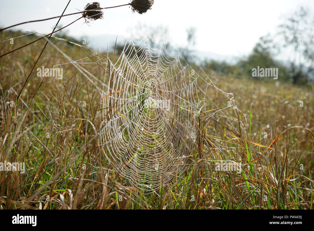 Spinnennetz mit Tautropfen, Wiese, Moseltal, Rheinland Pfalz, Deutschland Foto Stock
