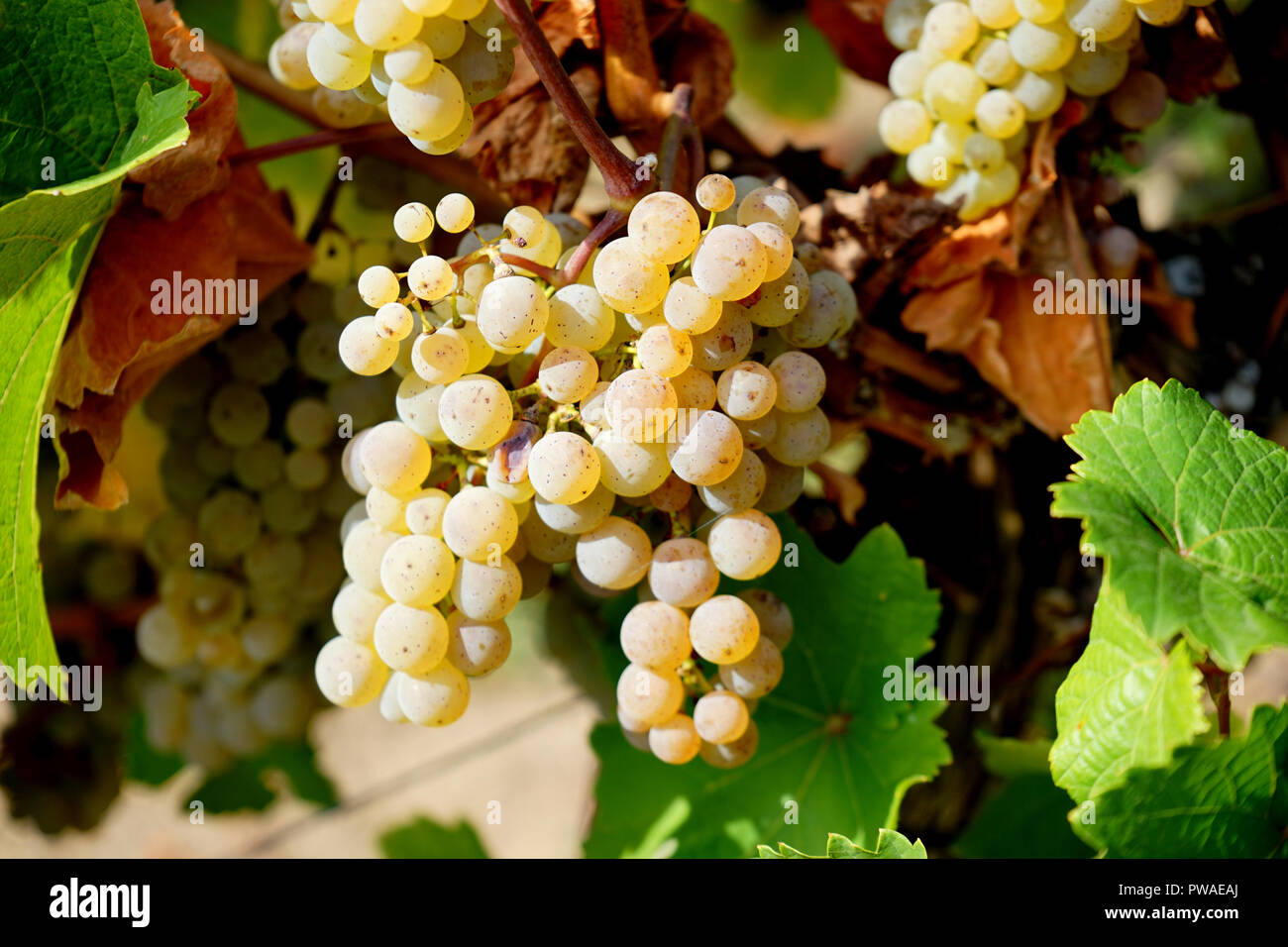 Rieslingtrauben, Edle Weinrebe (Vitis vinifera subsp. vinifera), Moseltal, Deutschland, Europa Foto Stock