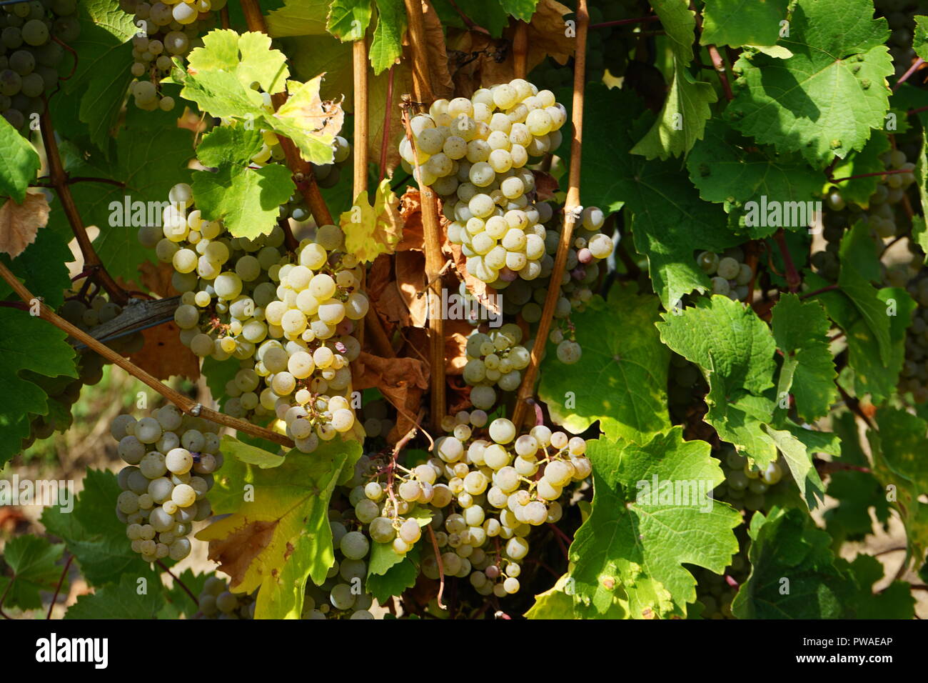 Rieslingtrauben, Edle Weinrebe (Vitis vinifera subsp. vinifera), Moseltal, Deutschland, Europa Foto Stock