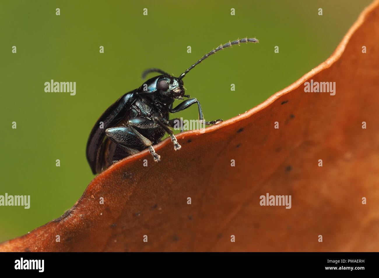Flea Beetle appollaiato sulla foglia morta. Tipperary, Irlanda Foto Stock