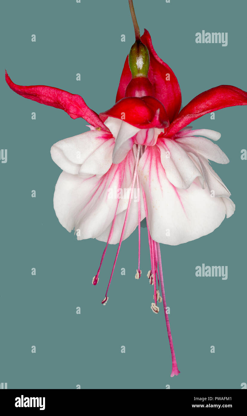Fuchsia swingtime, finale rosa e bianco fiore contro uno sfondo blu/verde Foto Stock
