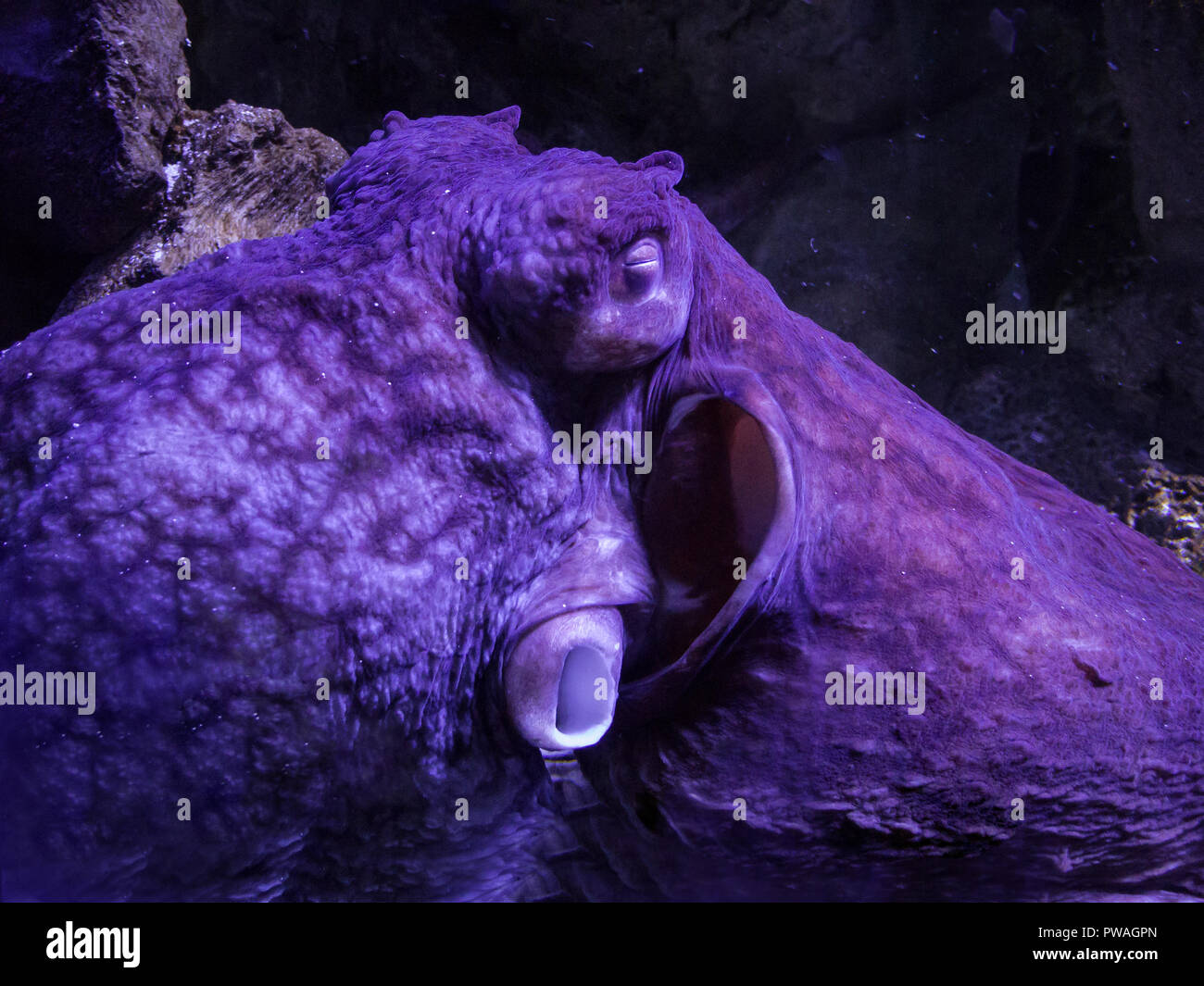 Polpo viola dorme in un acquario di Kiev. Foto Stock