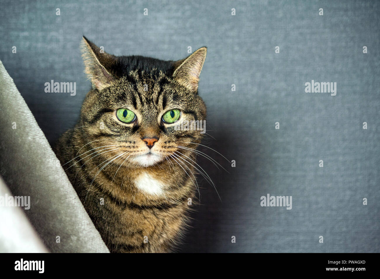 Mongrel striped cat, grasso guance, close-up verticale, si siede dietro un velo di colore grigio, sullo sfondo uno sfondo blu scuro, verde enorme gli occhi a mandorla, Foto Stock
