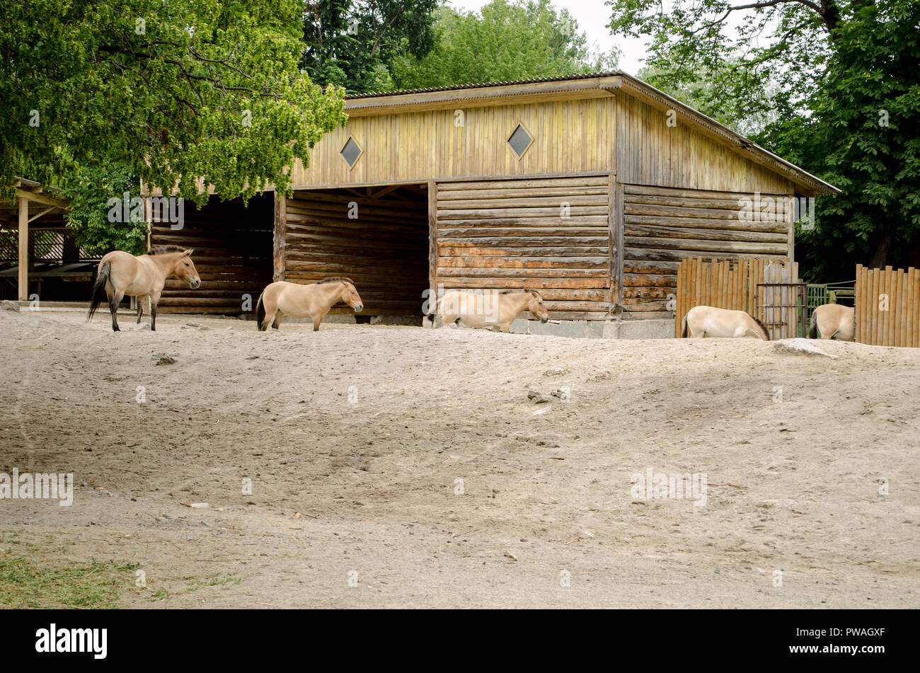 Una coda di cavallo intelligente Przhevalsky a Kiev Zoo. Foto Stock