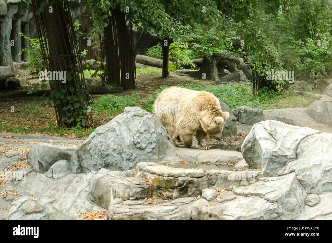 Orso polare sott'acqua nello zoo immagini e fotografie stock ad alta