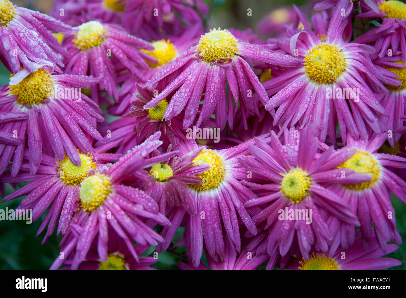 Close-up di rosa e giallo crisantemi ricoperta di brina Foto Stock