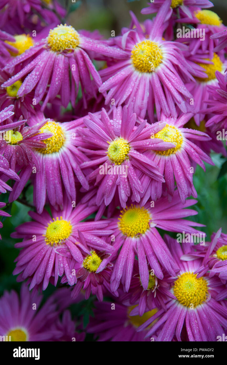 Close-up di rosa e giallo crisantemi ricoperta di brina Foto Stock
