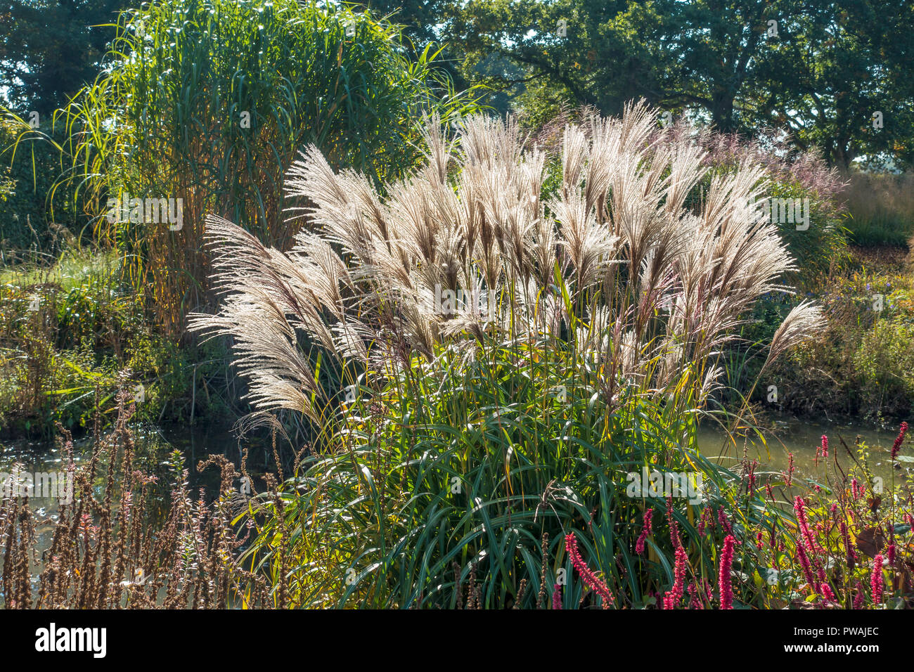 Erbe retroilluminato,,ornamentali Sussex Prairie giardino,a Henfield,Sussex Foto Stock