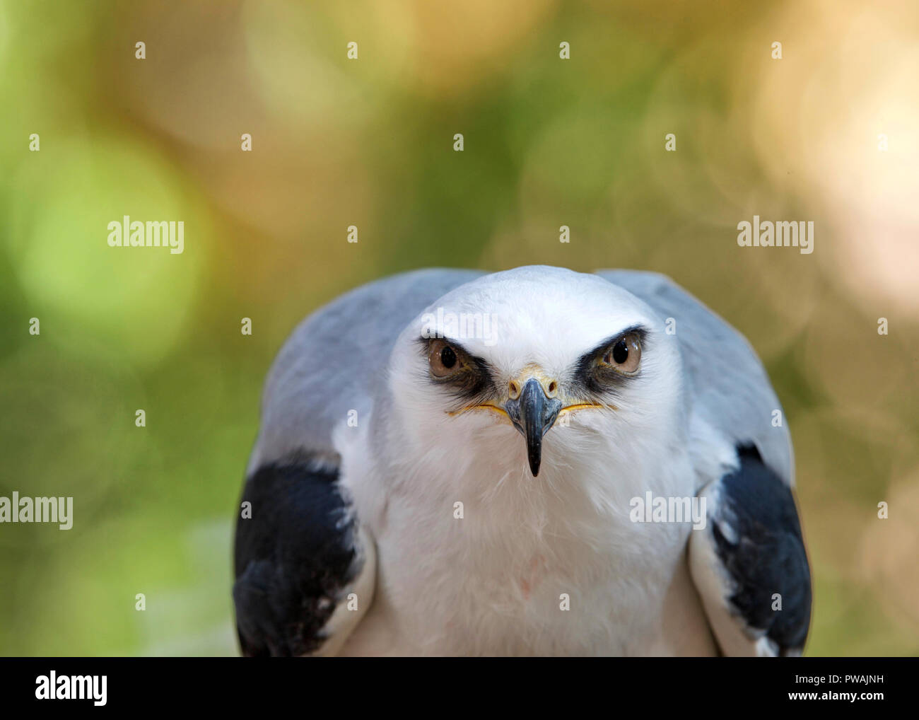 In prossimità di uno white tailed kite fissando attentamente al visualizzatore. Il white tailed kite è un piccolo raptor trovati nella parte occidentale del Nord America e parti di Sout Foto Stock