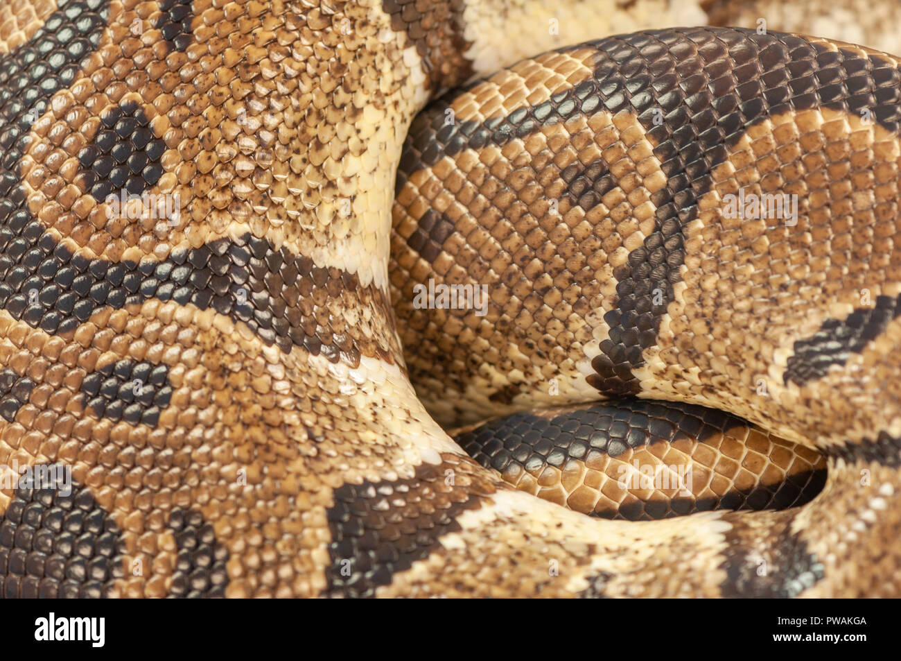 Sfera (Python Python regius) close up di scale texture Foto Stock