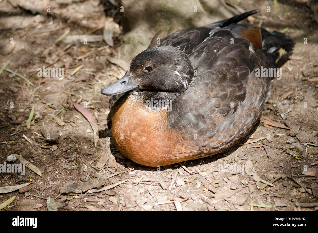 La Australian shelduck è appoggiata al sole Foto Stock