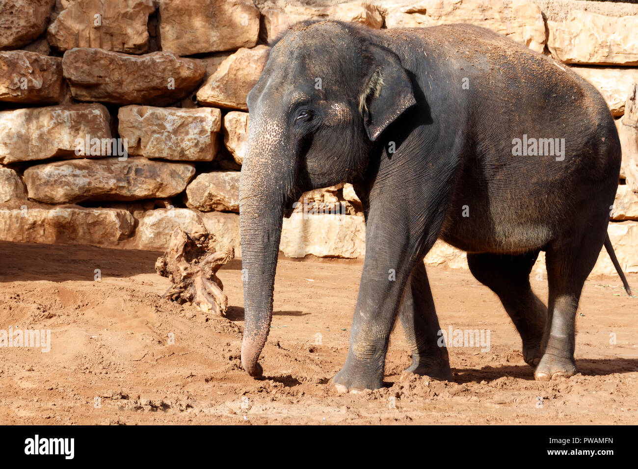 Grande elefante indiano sullo sfondo di una parete di pietra Foto Stock
