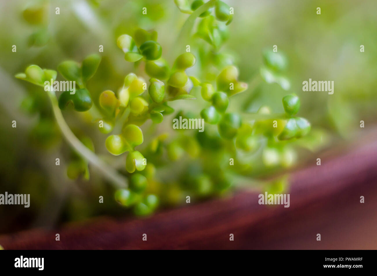 I germogli di erba medica macrophotographs sullo sfondo esfoliata. Mikrogreen super-cibo. Foto Stock