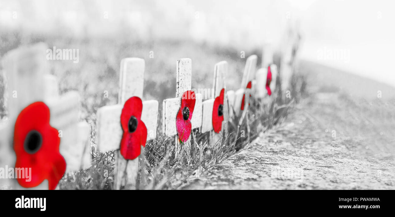 Sgranate in bianco e nero con papavero rosso fuoco selettivo - Giorno del Ricordo papaveri sulle croci di legno, su erba pupazzo di neve Foto Stock