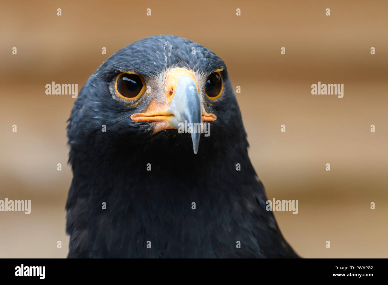 Steppa Eagle ritratto Foto Stock