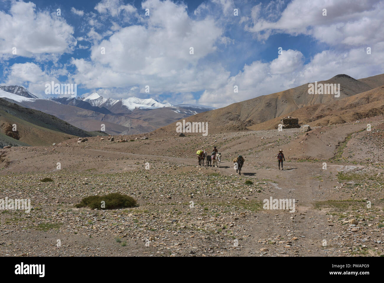 Trekking a cavallo a Tso Moriri, Ladakh, India Foto Stock