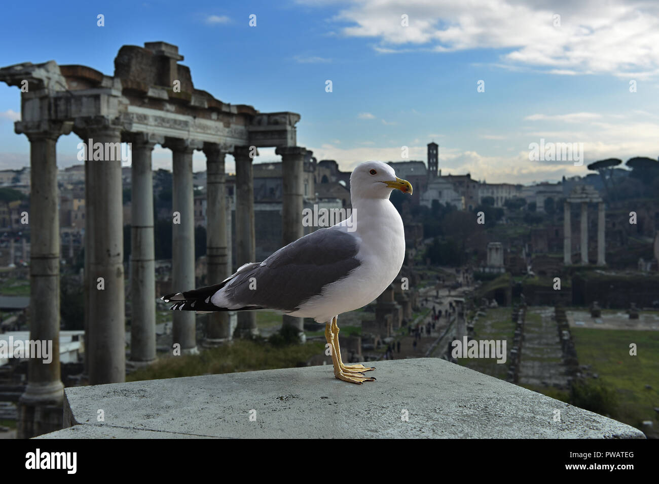 Un fresco seagull guardando il Foro Romano Foto Stock