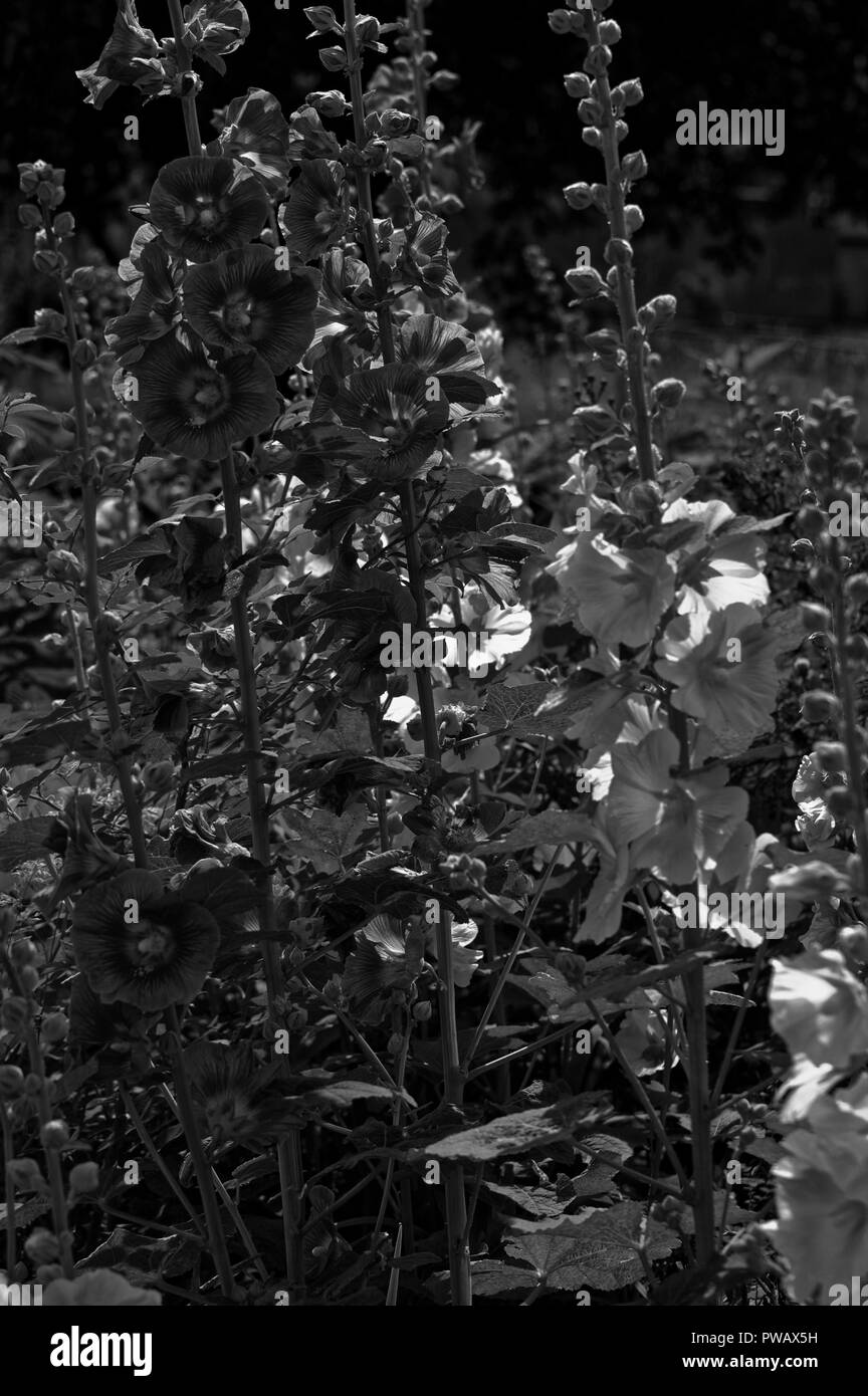 Foto Malva o malva (latino Malva) - piante erbacee , il tipo genere della famiglia Malvaceae (Malvaceae) Foto Stock