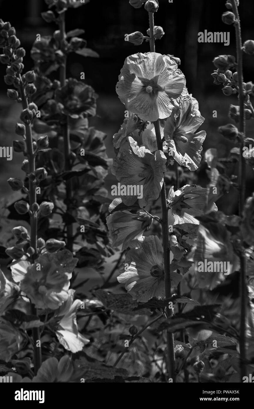 Foto Malva o malva (latino Malva) - piante erbacee , il tipo genere della famiglia Malvaceae (Malvaceae) Foto Stock