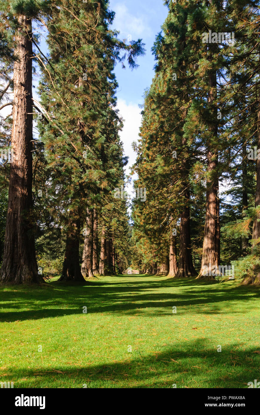 Una immagine ritratto di Redwood Avenue a Kenmore Giardini Botanici, vicino a Dunoon, Argyll and Bute, Scozia. Il 10 settembre 2007. Foto Stock