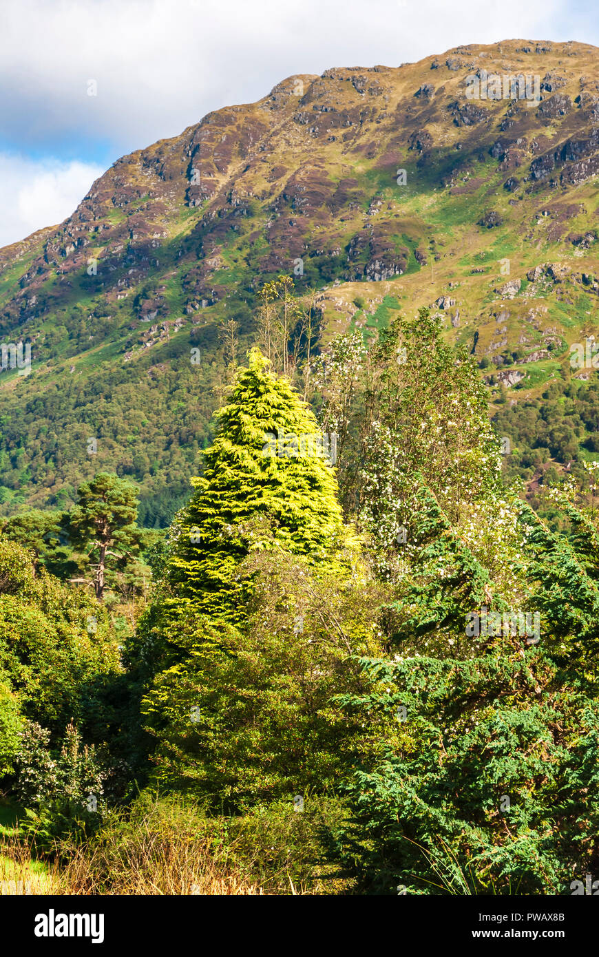Una vista di Ben Ruadh o Montagna Rossa, da Benmore Giardini Botanici, Argyll and Bute, Scozia. 10 Settembre 2007 Foto Stock