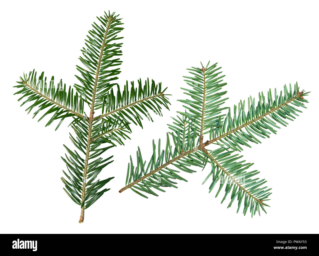 Un abete Abies sibirica ramo è isolato su uno sfondo bianco. Vista da due lati. Foto Stock