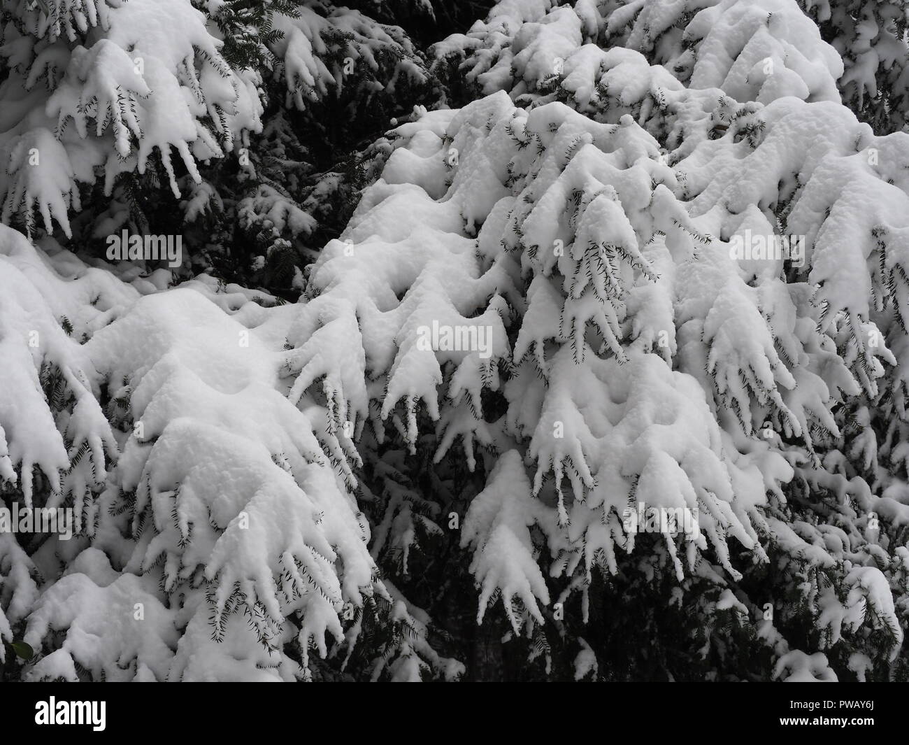 Snow aggrappati ai rami di alberi guardando come mani congelati Foto Stock